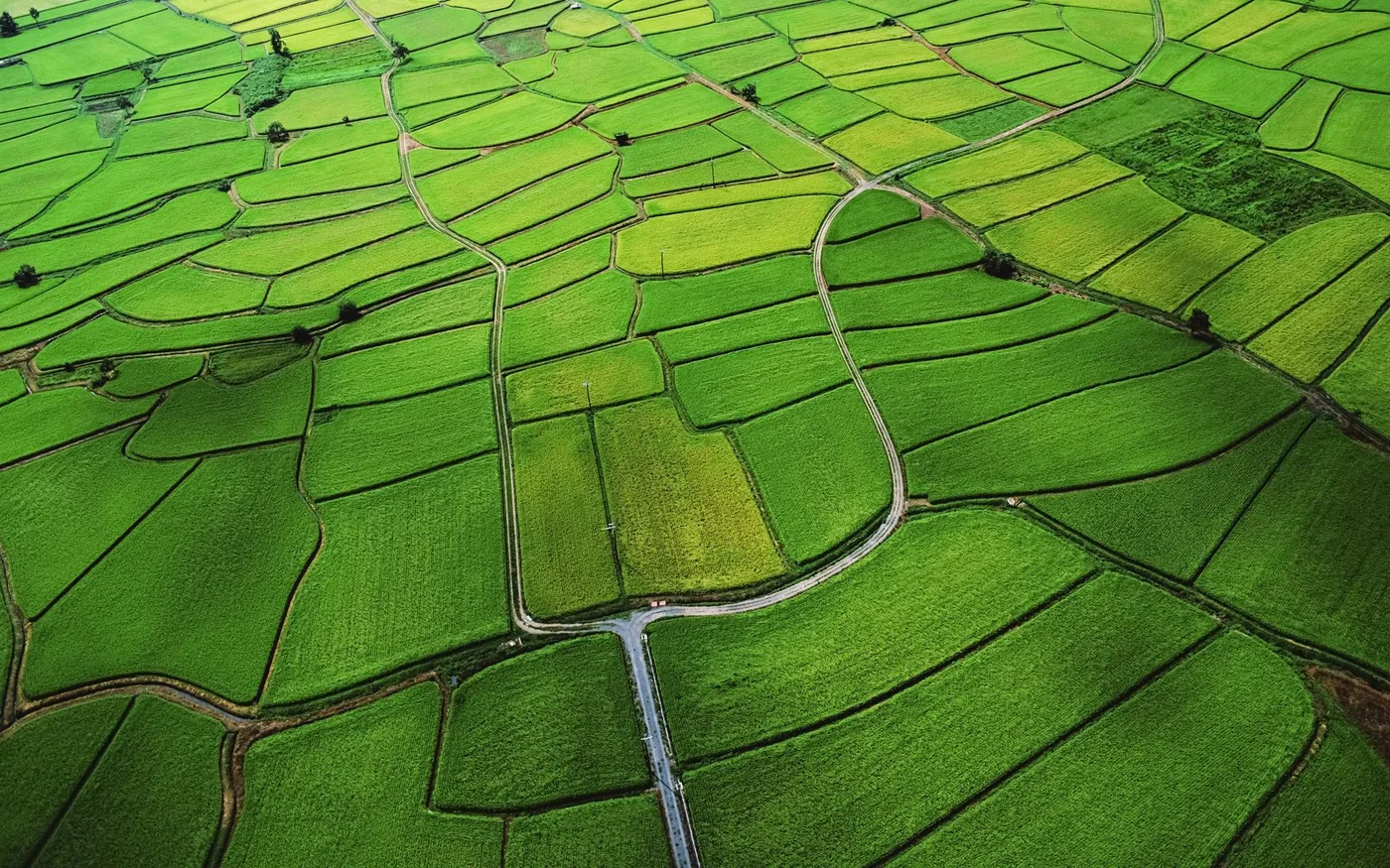 Green cultivated fields